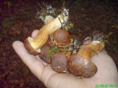 Grzyby… – Warka