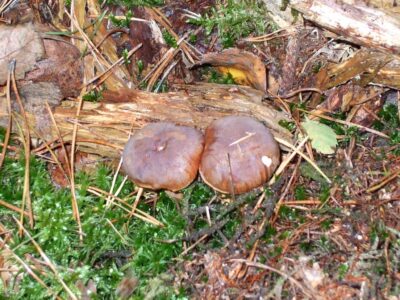Grzyby… – Warka