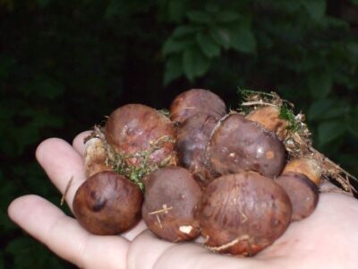 Grzyby… – Warka
