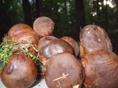 Grzyby… – Warka