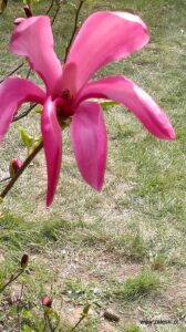 Dni Magnolii – Powsin