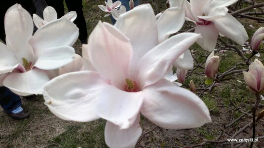 Dni Magnolii – Powsin