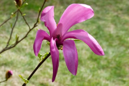 Dni Magnolii – Powsin