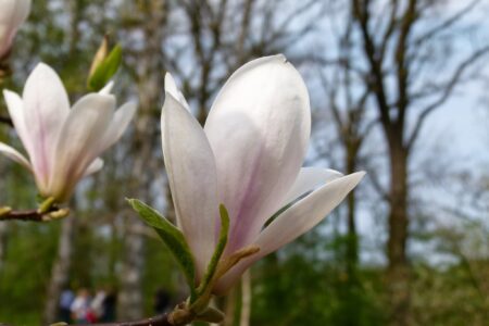 Dni Magnolii – Powsin