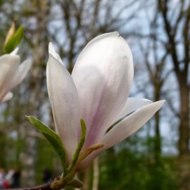 Dni Magnolii – Powsin