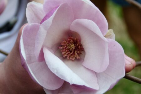 Dni Magnolii – Powsin