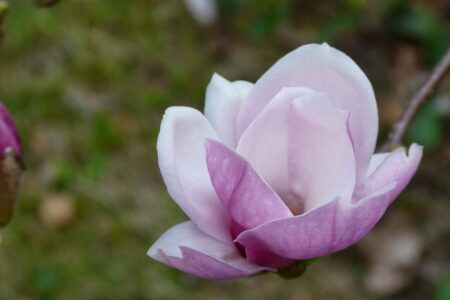 Dni Magnolii – Powsin