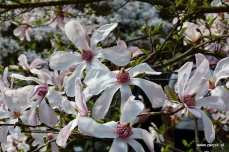 Dni Magnolii – Powsin