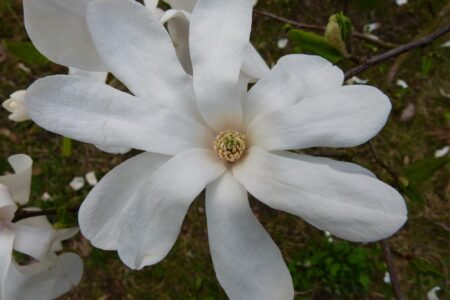 Dni Magnolii – Powsin