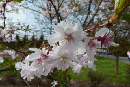 Dni Magnolii – Powsin