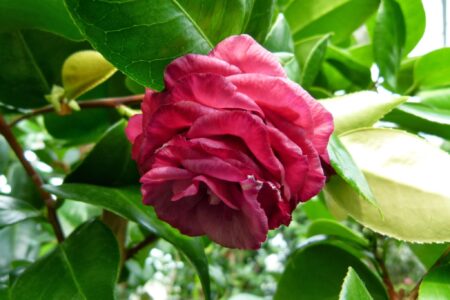 Dni Magnolii – Powsin