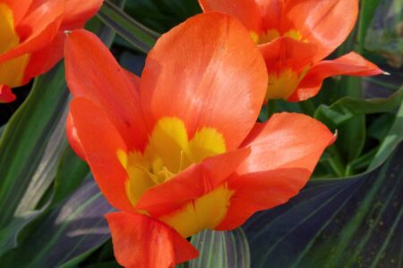 Dni Magnolii – Powsin