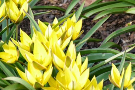 Dni Magnolii – Powsin