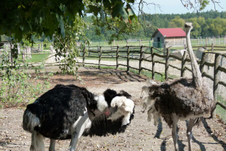 Kurozwęki i Bałtów od kukurydzy do dinozaurów – Kurozwęki